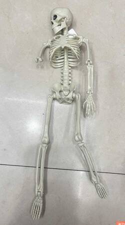 40CM SKELETON (216)