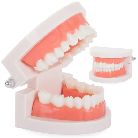 Dental model jaw teeth teeth slamy