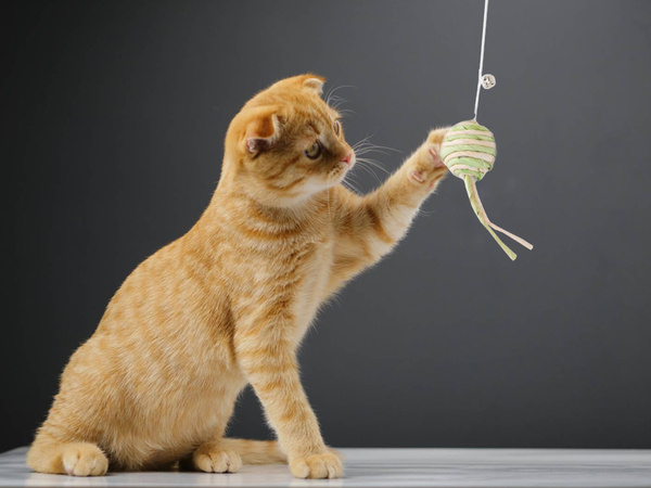 Cat toy fishing rod ball rattle play toy