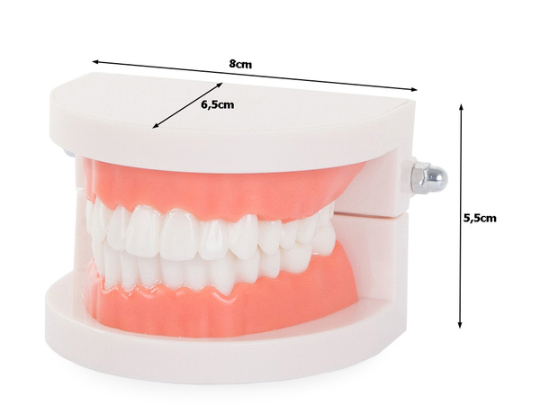 Dental model jaw teeth teeth slamy