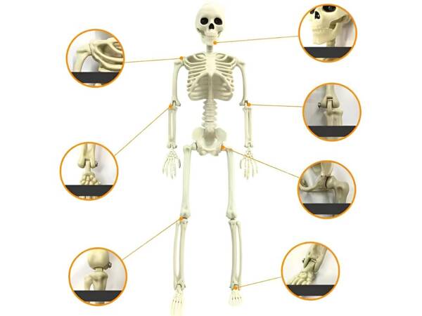 Human skeleton hanging 40cm halloween decoration artificial skeleton