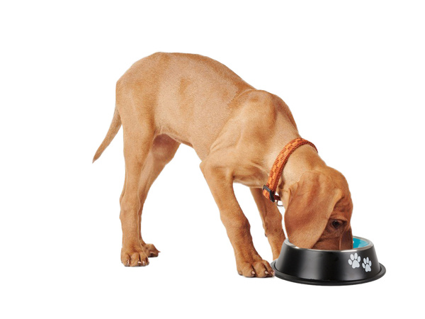 Metal anti-slip dog bowl 400ml