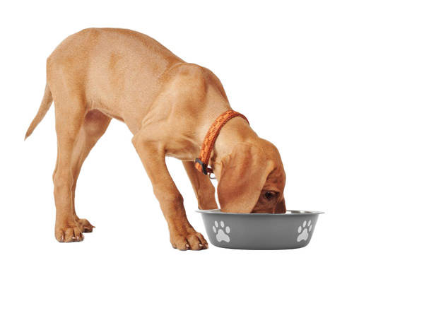 Metal anti-slipping dog cat food water bowl 150ml