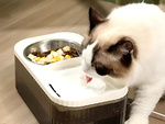 Automatic cat drinker dog water fountain filter food bowl