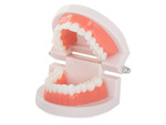 Dental model jaw teeth teeth slamy