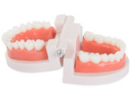 Dental model jaw teeth teeth slamy