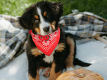 Dog collar with bandanna for dog cat m