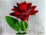 Everlasting rose in glass luminous led rgb gift for occasion for women red