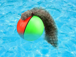 Ferret running ball runaway cat toy