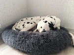 Fluffy dog bed cat bedding soft cushion couch bedding 80cm