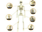 Human skeleton hanging 40cm halloween decoration artificial skeleton