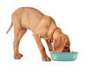 Metal anti-slipping dog cat food water bowl 150ml