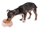 Metal dog bowl with removable insert 350ml