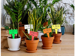 Plant description labels seeds characteristics 50pcs