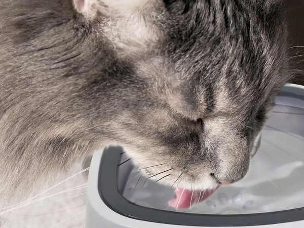 Bol d'eau flottant pour chien et chat 1l non éclaboussant buveur lent