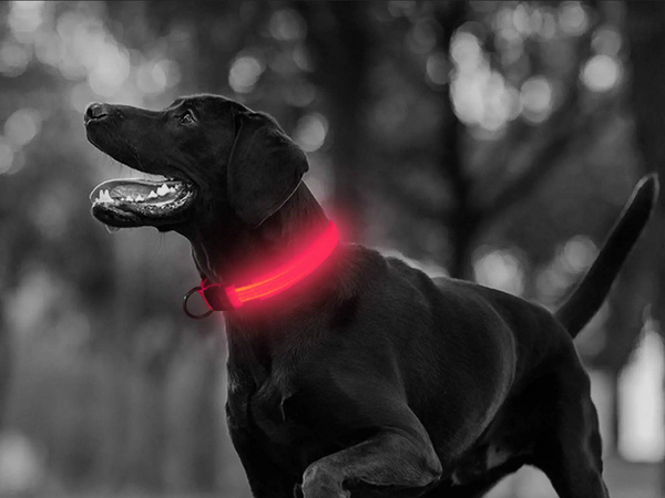 Collier d'éclairage led pour chiens et chats adjustable 59cm