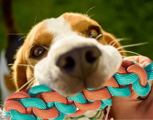 Jouet à mâcher pour chien corde à tirer corde tressée