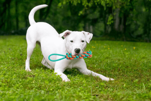 Jouet à mâcher pour chien corde à tirer corde tressée