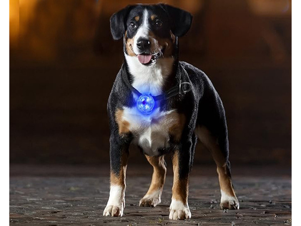 Luminaire led pour collier de chien collier de chat pendentif usb