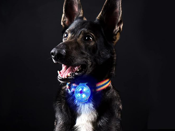 Luminaire led pour collier de chien collier de chat pendentif usb