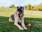 Jouet pour chien à mâcher corde forte longue