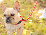 Laisse comportementale pour chiens collier à corde