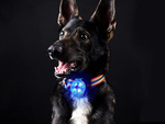 Luminaire led pour collier de chien collier de chat pendentif usb