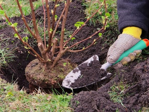 Gartenspaten zum pflanzen und umpflanzen von pflanzen für steppspaten