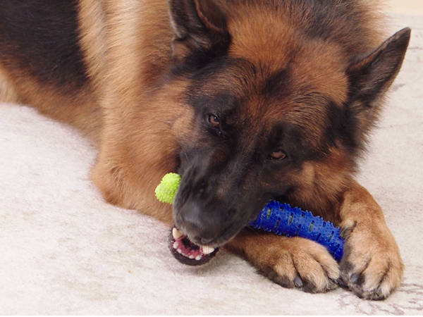 Hund kauen zahnbürste hundespielzeug