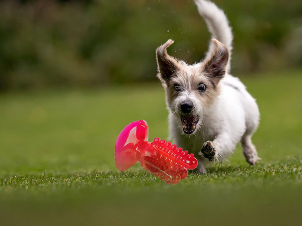 Hundekauzahnbürste kaktus für hunde