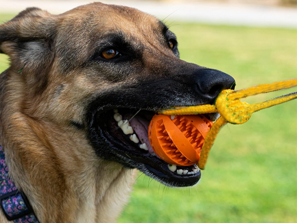 Hundespielzeug kauen tug seil stark lang