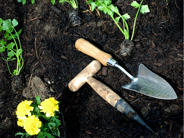 Pflanzpickel zum pflanzen von blumenzwiebeln gartenspiess holzmass