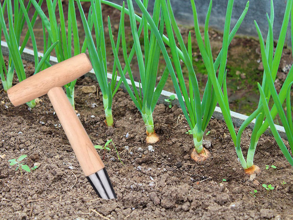 Pflanzpickel zum pflanzen von blumenzwiebeln gartenspiess holzmass