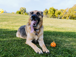 Hundespielzeug kauen tug seil stark lang