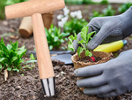 Pflanzpickel zum pflanzen von blumenzwiebeln gartenspiess holzmass