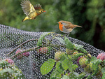 Vogelschutznetz vogelschutznetz stark 4x6m