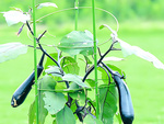 Flower ring plant support round stable ladder