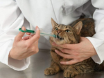 Comprimat medicament aplicator lapte seringă distribuitor alimentator