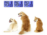 Electric dog training collar 800m remote control