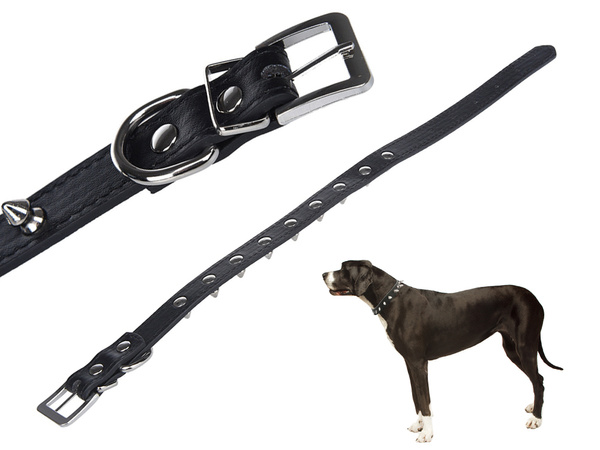 Guler de câine cu crampoane eco piele reglabil l