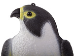 Falcon bird deterrent starlings pigeons mice large