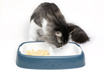 Double bol pour chien chat bols eau et nourriture amovibles grand plastique