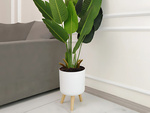Flowerpot flower pot standing on legs for the house garden standing white