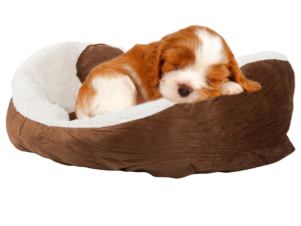 Lit pour chien pelucheux lit pour chat coussin doux lit pour canapé 60cm