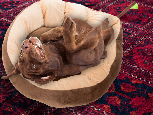 Plüüs voodipadi koerale mängupadi kassile pehme diivanile voodipesu