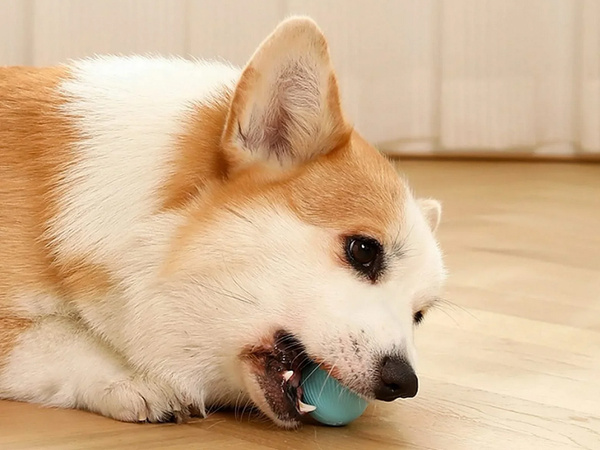 Jouet pour chat chien balle d'évasion balle électrique usb vibration led