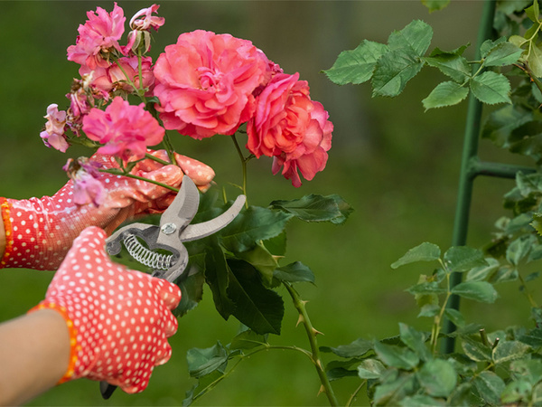 Gartenhandschere strauchschere aus geschmiedetem stahl