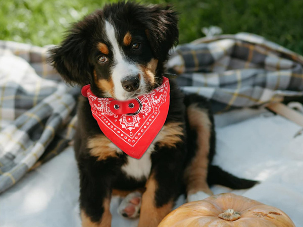 Dog collar with bandanna for dog cat l