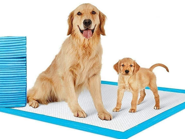 Materiel pour chiens enseignant a faire pisser 45x60 50 tailles
