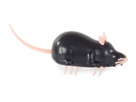 Ratón eléctrico vibrador mordedor de juguete para gatos